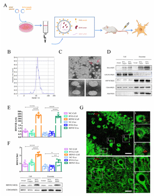 程勇教授團(tuán)隊(duì)在工程化外泌體技術(shù)結(jié)合基因治療緩解抑郁癥方面取得新進(jìn)展